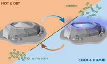 Peptide Formation via Wet–Dry Cycling Regulated by Deliquescence